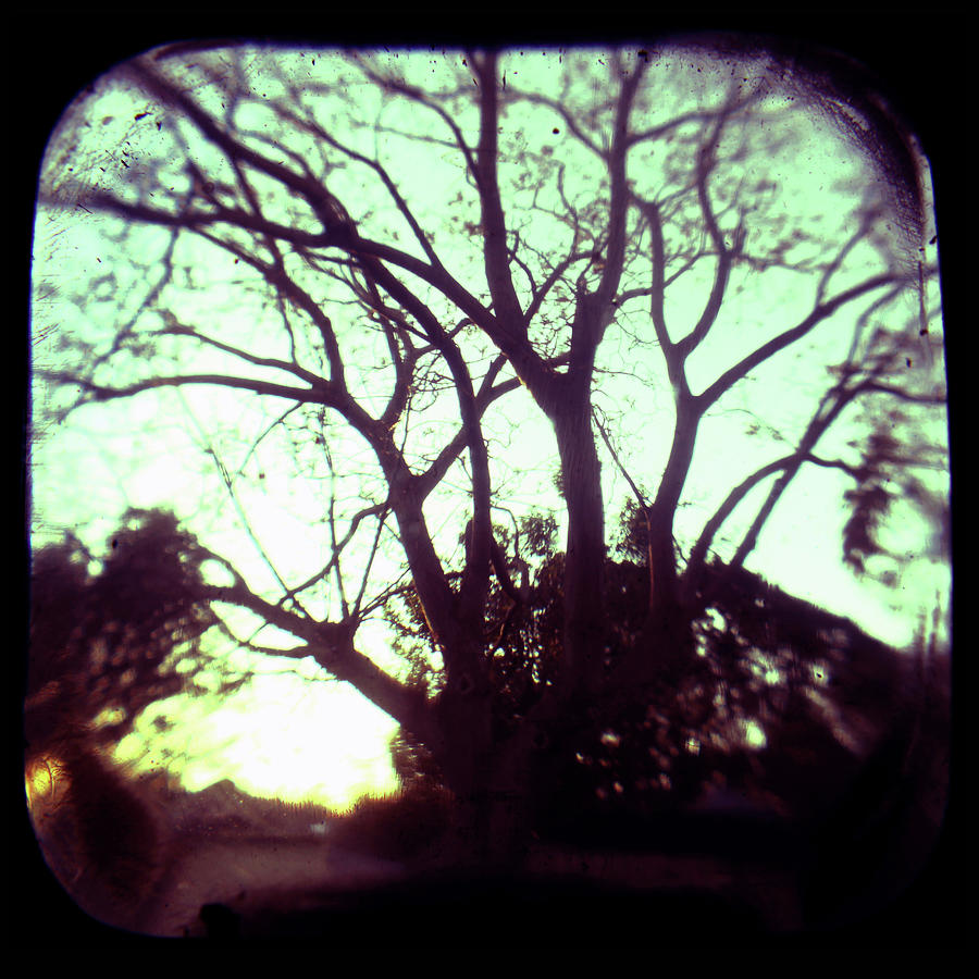Tree Photograph - Crepescule by Andrew Paranavitana