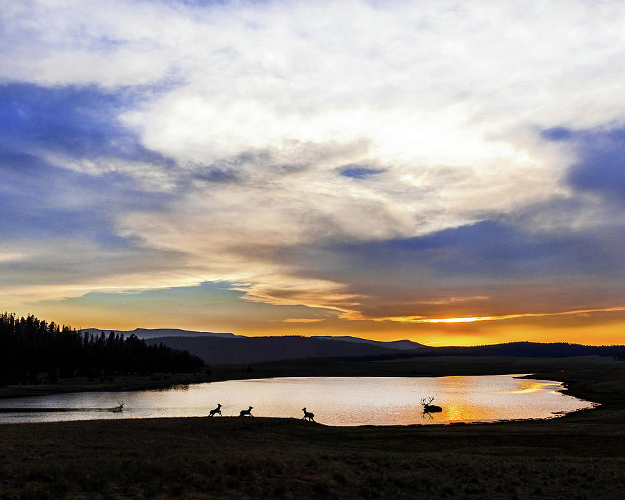 Crescent Lake Elk Photograph by Don Schimmel