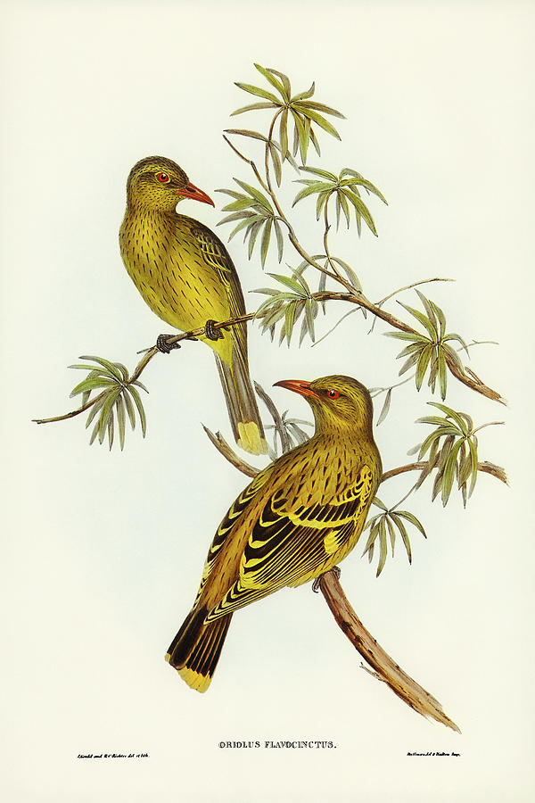 John Gould Drawing - Crescent-marked Oriole by John Gould