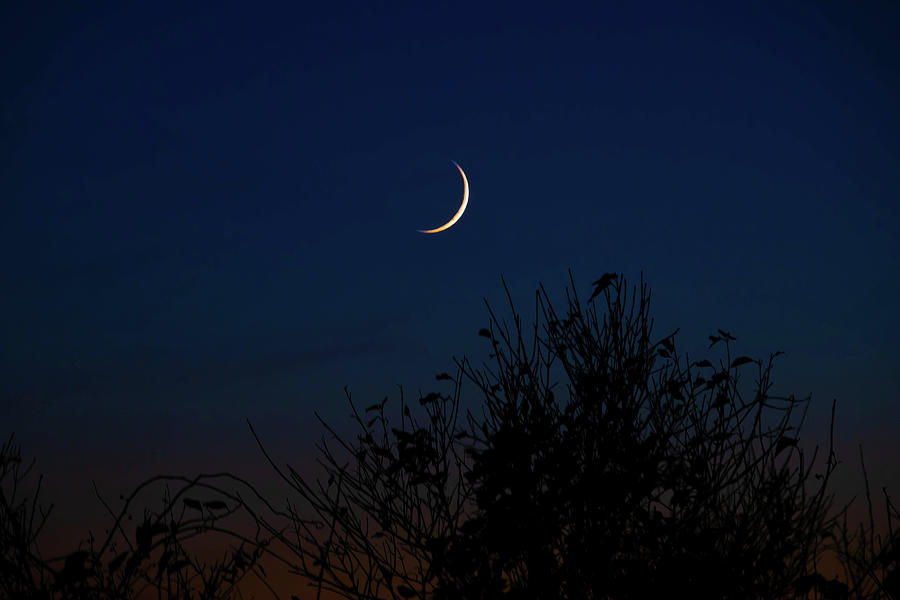 Crescent Moon above Tree Photograph by Jennifer Egan | Fine Art America