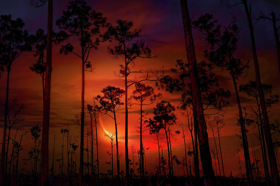 Everglades National Park Photograph - Crescent Moon in Everglades National Park by Mark Andrew Thomas