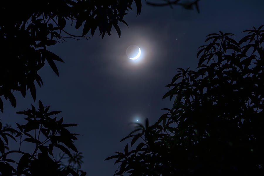 Crescent Moon in the Garden Photograph by Mark Andrew Thomas
