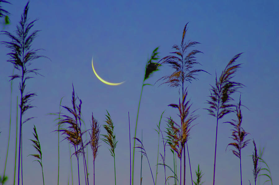 Crescent Moon in the Tall Grass Photograph by Bill Cannon