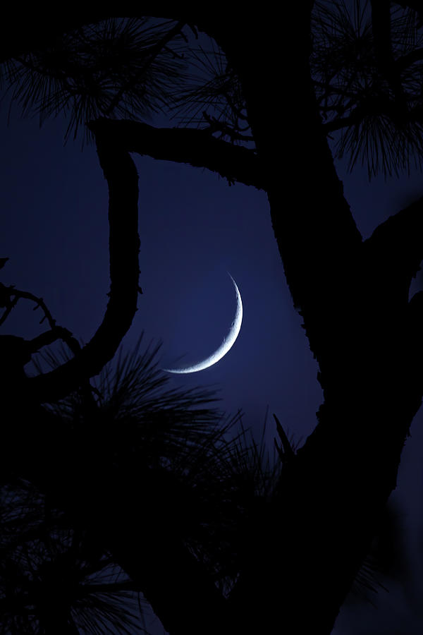 Crescent Moon Through a Tree Photograph by Mark Andrew Thomas
