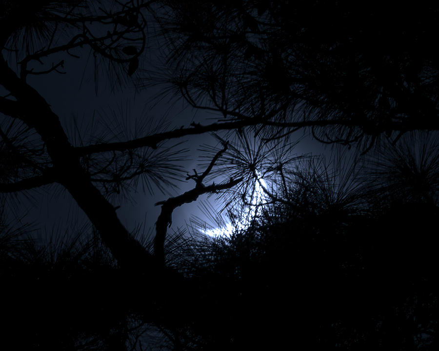Crescent Moon Through the Pines Photograph by Mark Andrew Thomas
