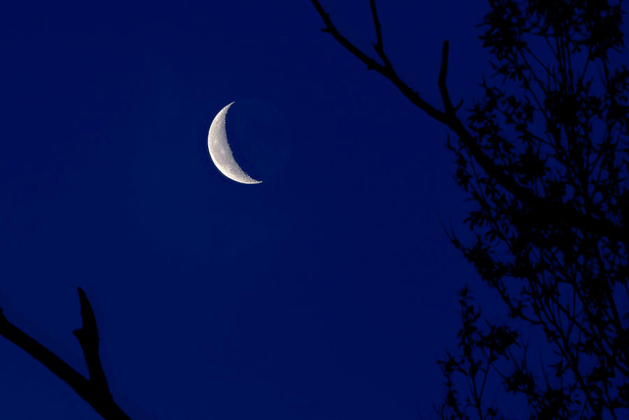 Tree Photograph - Crescent Moonrise  by James McClintock