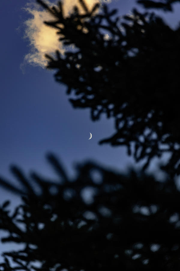 Crescent Through the Pines Photograph by Brian Anderson Crescent Through the Pines Photograph by Brian Anderson