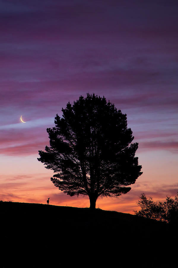 Crescent, Tree and Deer, Oakland Hills Photograph by Vincent James Crescent, Tree and Deer, Oakland Hills Photograph by Vincent James