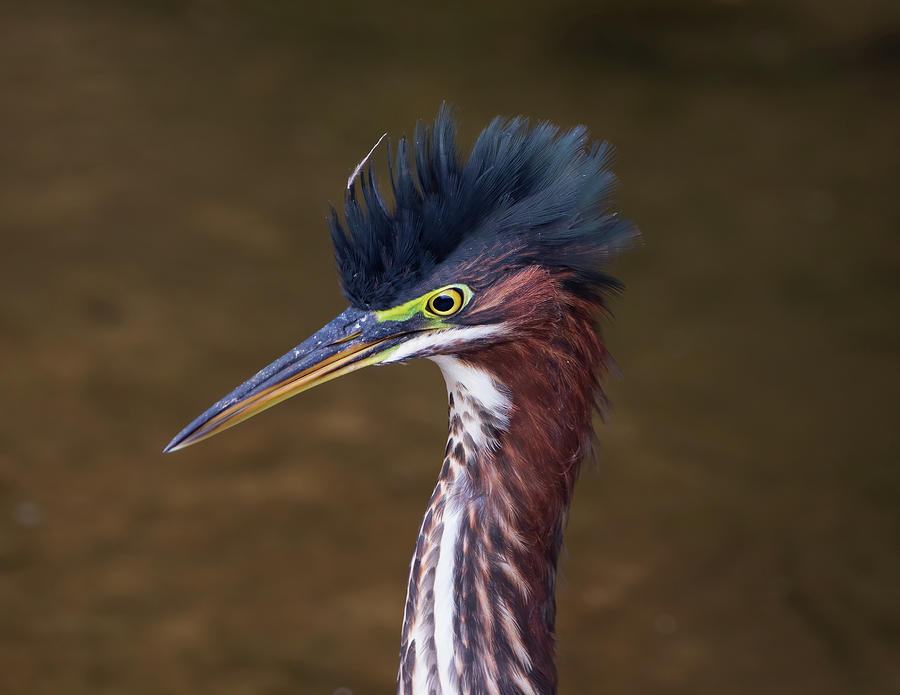 Crest of the Green Heron Photograph by Chad Meyer