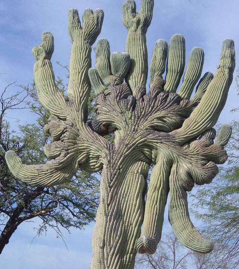 Crestate Saguaro Photograph by Pat Goltz