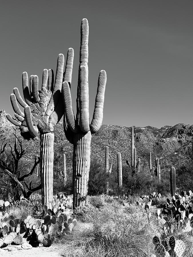 Crested Photograph by Allison Skoda | Fine Art America