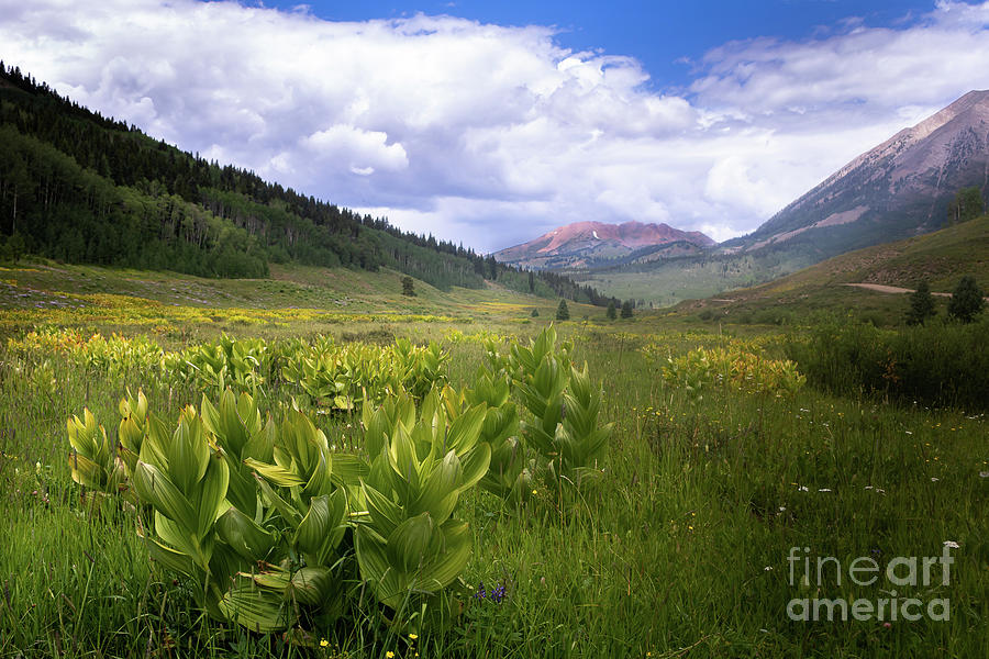 Crested Butte Beauty Photograph by Courtney Eggers