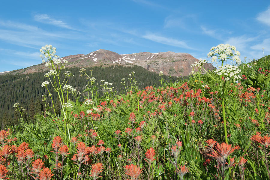 Crested Butte Wildflower Palette Photograph by Cascade Colors