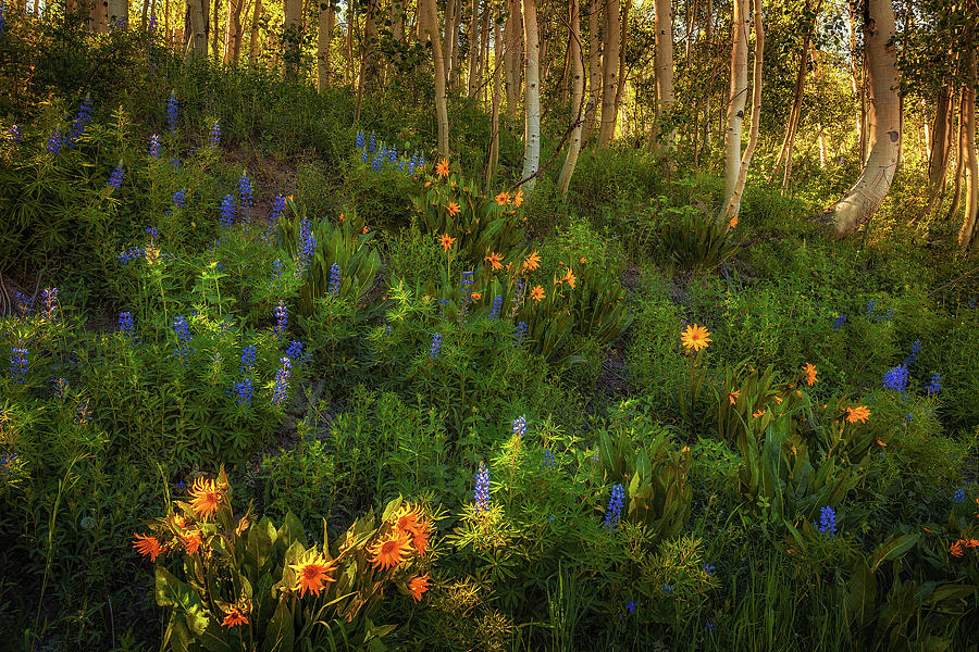 Crested Butte Wildflowers Photograph by Andrew Soundarajan