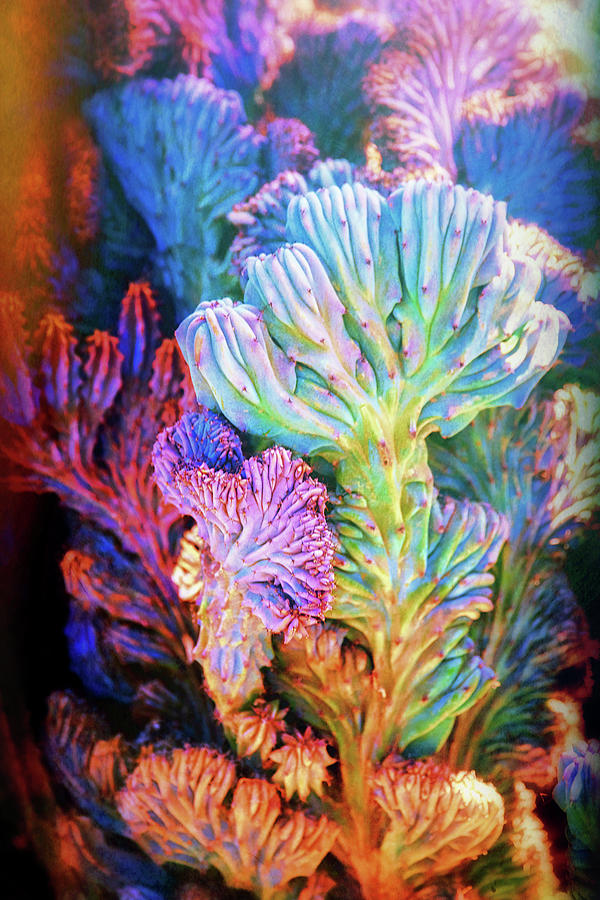 Crested Cacti Photograph by Saija Lehtonen | Fine Art America