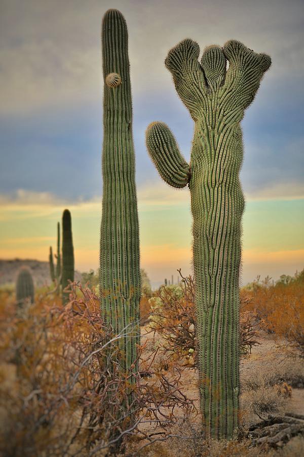 Crested Cactus Photograph by Go and Flow Photos