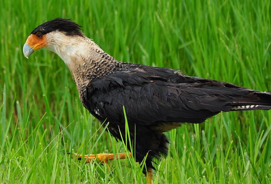 Crested Caracara 1022 Photograph by Amy Spear | Fine Art America