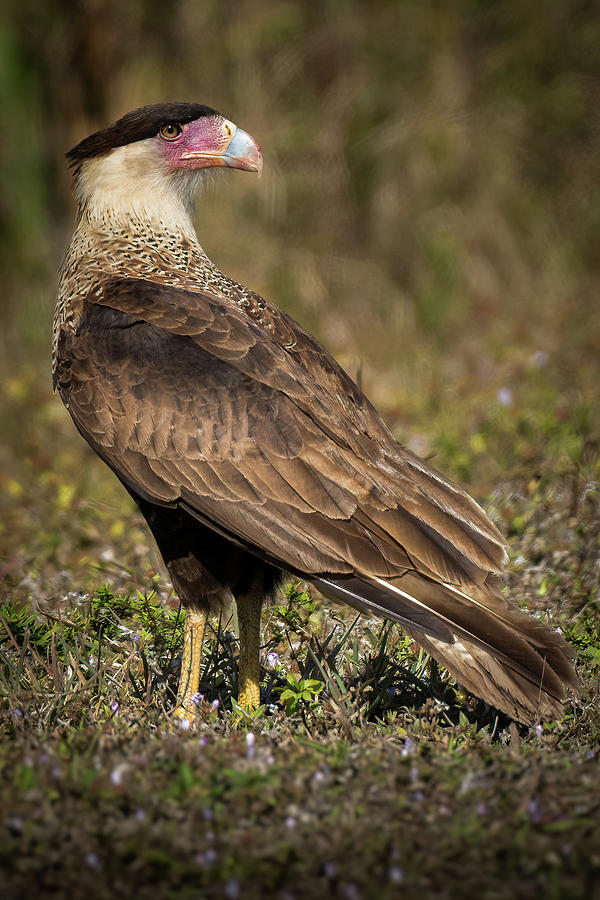 Crested Caracara 8507078 Photograph by Dan Power - Pixels