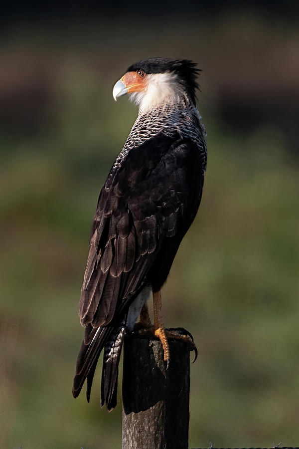 Crested Caracara and a fence post Photograph by Bradford Martin