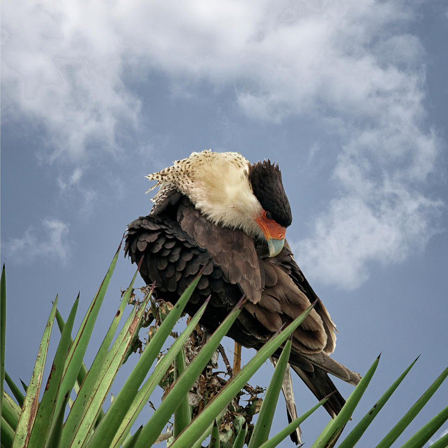 Crested Caracara Photograph by Betty Depee