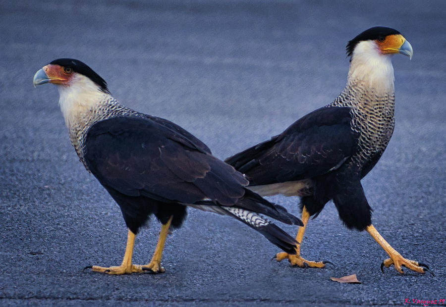 Crested Caracara Double Take Photograph by Rene Vasquez