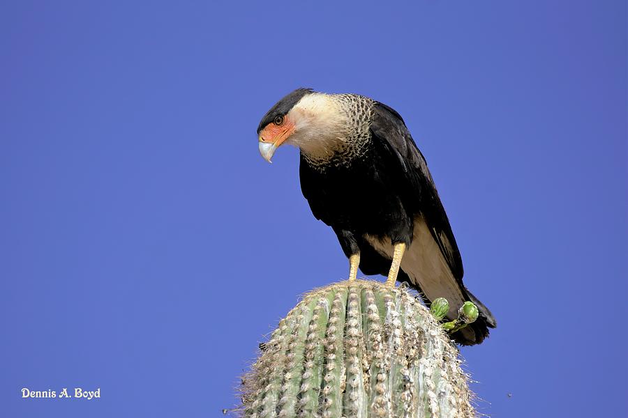 Crested Caracara Falcon Photograph by Dennis Boyd - Fine Art America