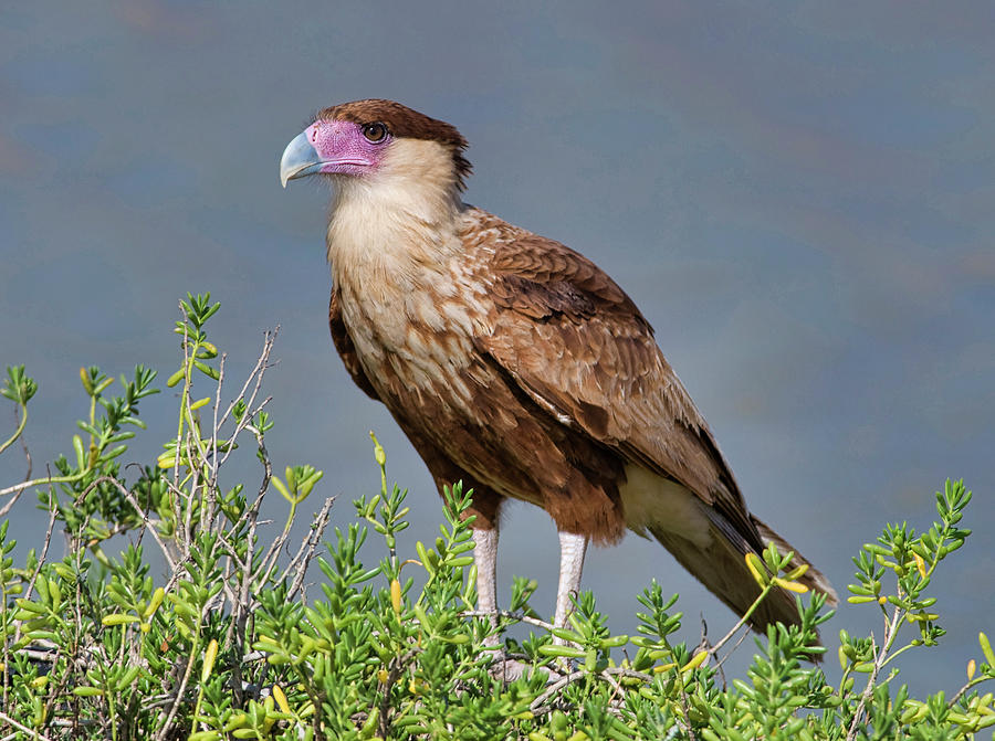 Crested Caracara Photograph by Gerald DeBoer