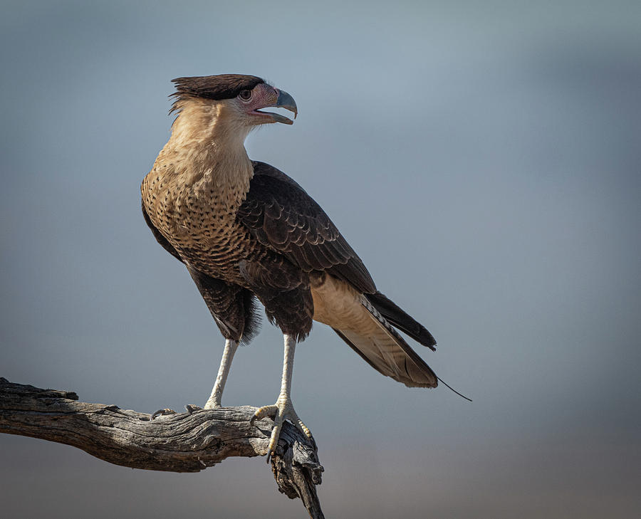 Crested Caracara Photograph by Hershey Art Images