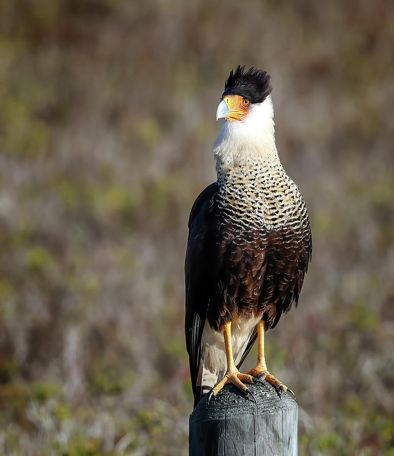 Crested Caracara Photograph by Jaki Miller