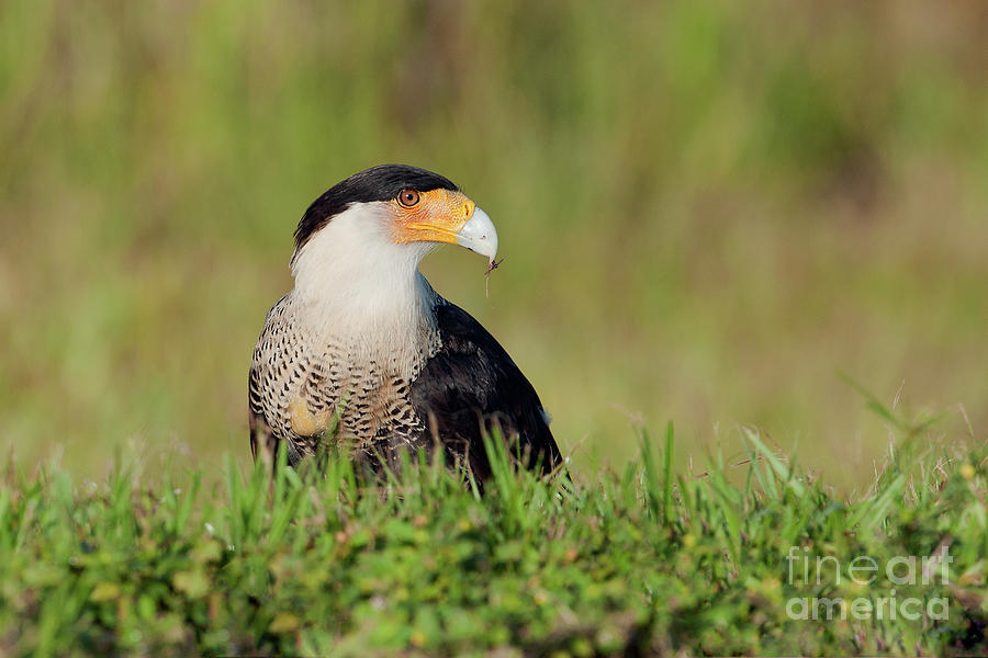 Crested Caracara Photograph by Troy Lim - Fine Art America