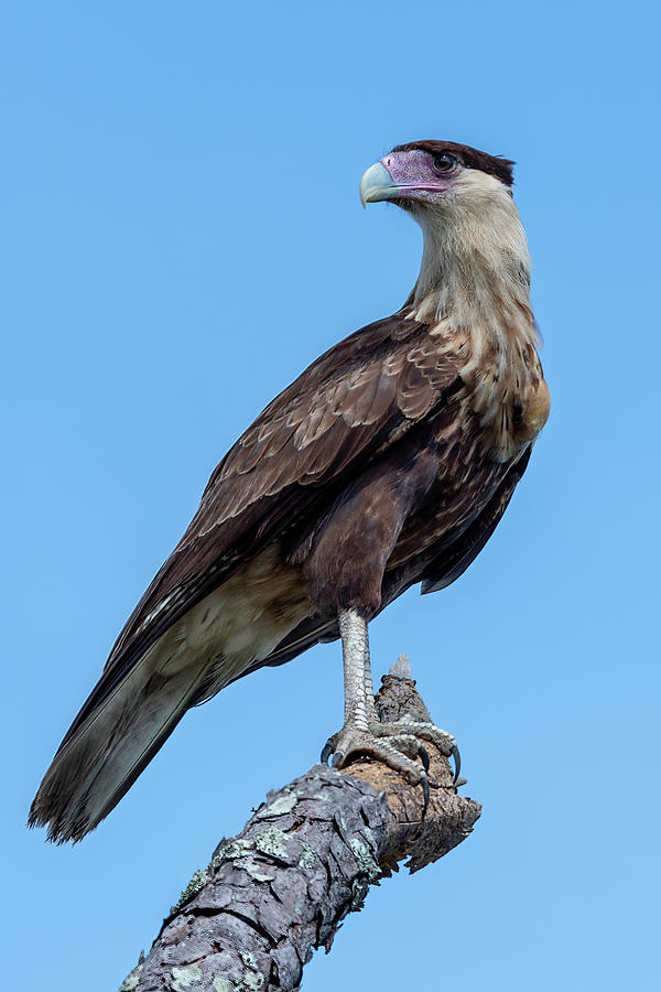 Crested Caracara Youngster Photograph by Bradford Martin