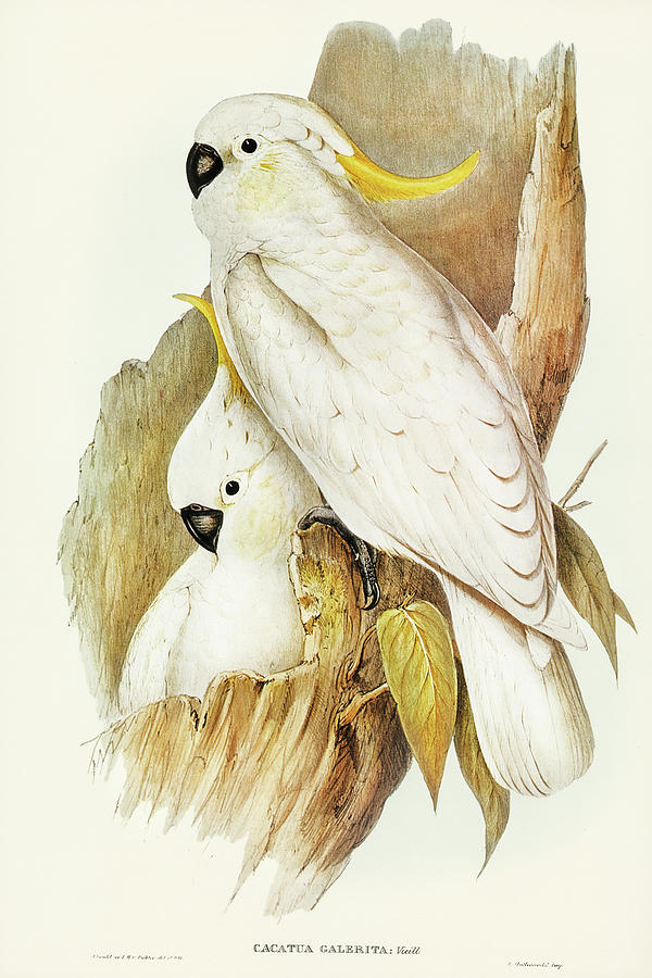 John Gould Drawing - Crested Cockatoo, Cacatua galerita by John Gould