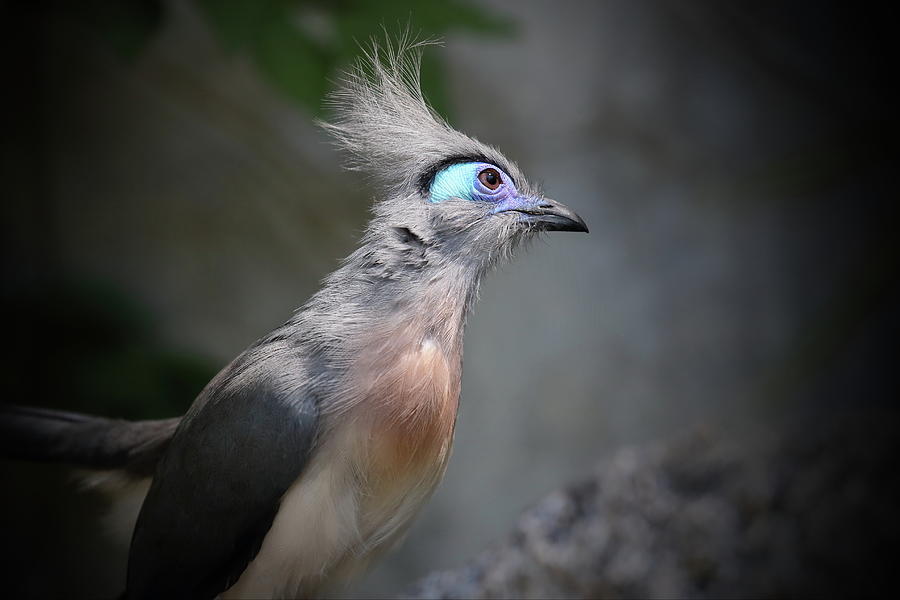 Crested Coua Photograph - Crested Coua #3 by David Garcia-Costas