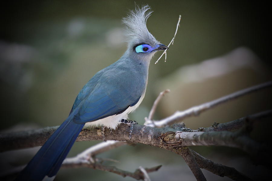 Crested Coua Photograph - Crested Coua #4 by David Garcia-Costas