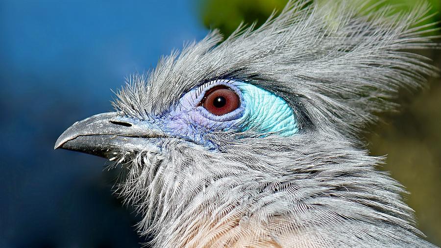 Crested Coua Photograph by KJ Swan