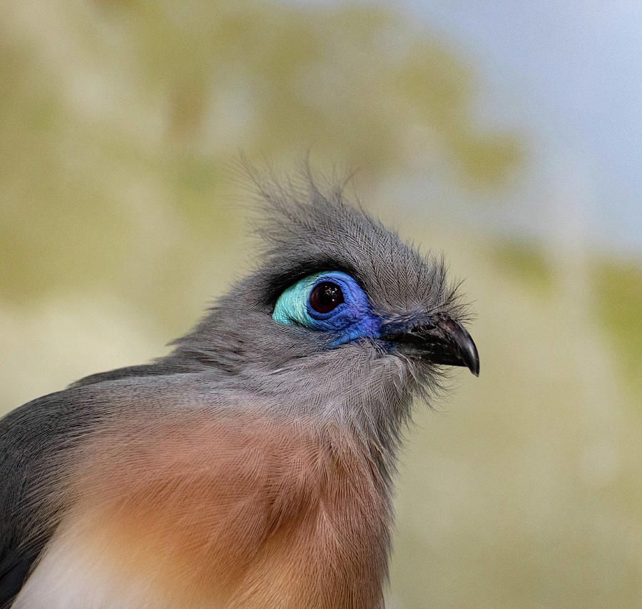 Feather Photograph - Crested Coua by Nicole Hube