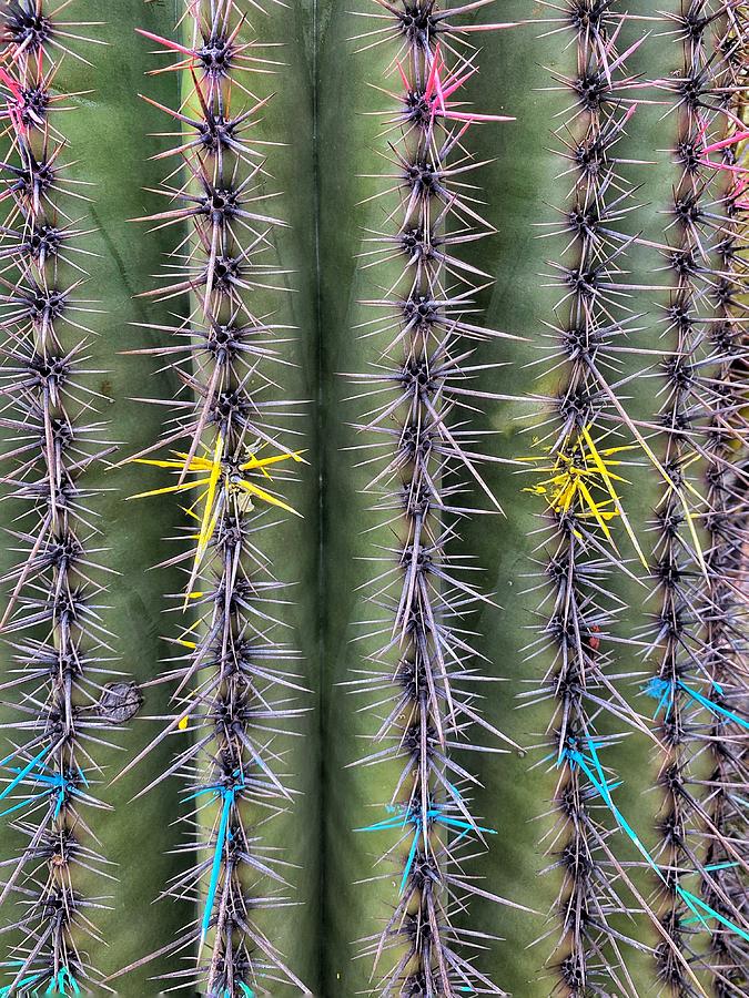 Crested Dagger Cactus  Photograph by Jerry Abbott