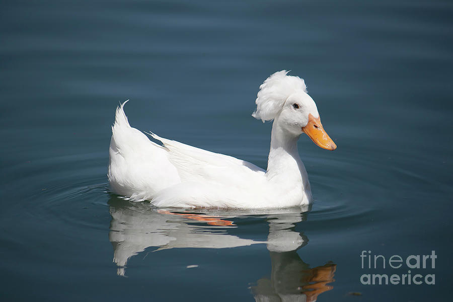 Crested Duck Photograph by Ivete Basso Photography