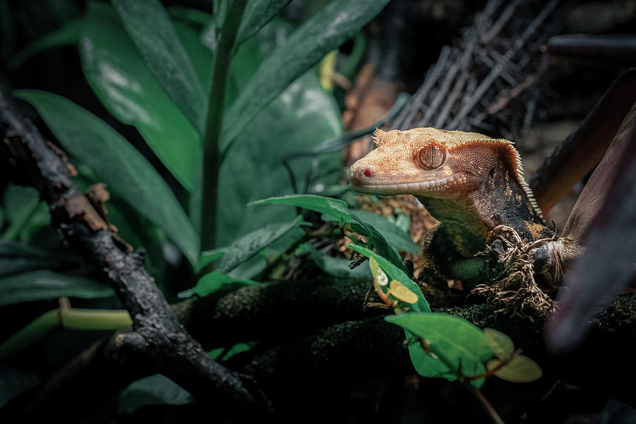 Crested gecko 02 Photograph by Gabriella Sjolander Photography | Fine ...