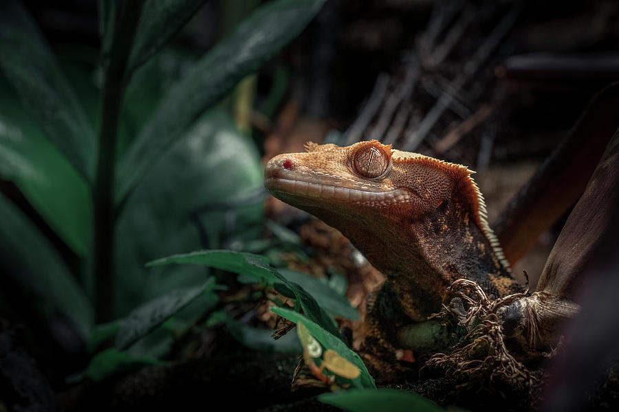 Crested gecko 05 Photograph by Gabriella Sjolander Photography - Pixels