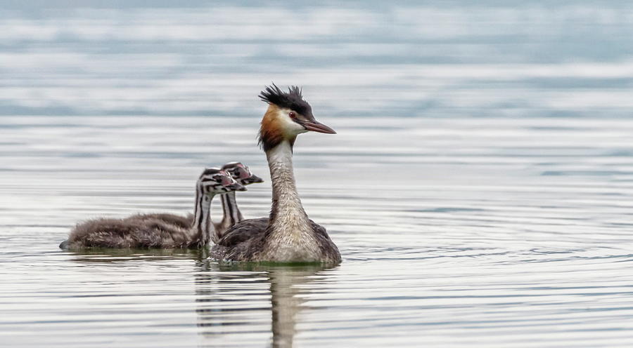 Crested grebe, podiceps cristatus, duck and babies Photograph by Elenarts - Elena Duvernay photo