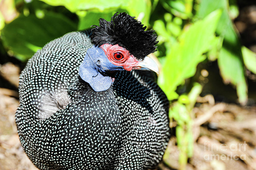 Crested Guineafolw searching for food.  Photograph by Gunther Allen