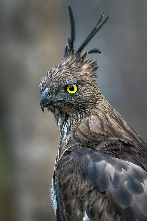 Crested Hawk Eagle Photograph by Hira Punjabi - Pixels