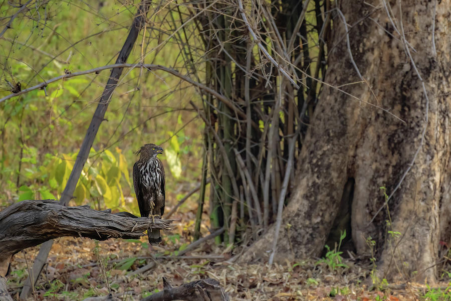 Crested Hawk Eagle Photograph by Kiran Joshi