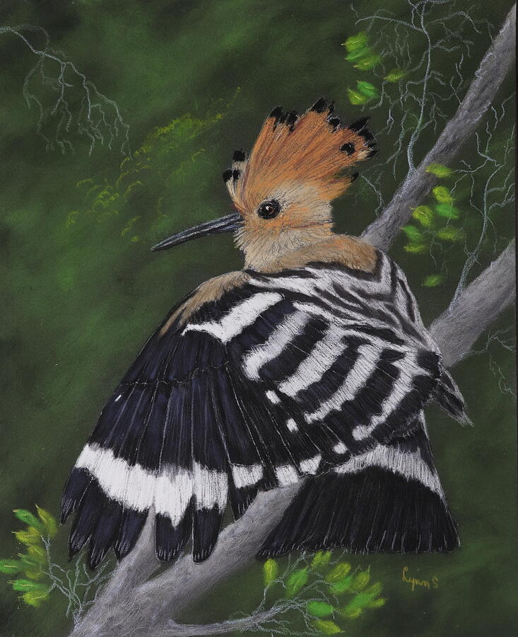 Crested Hoopoe Pastel by Dreamz - - Fine Art America