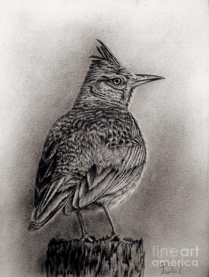 Bird Drawing - Crested Lark  by Paula Ludovino