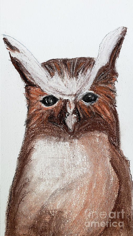 Crested Owl Drawing by Mary Capriole