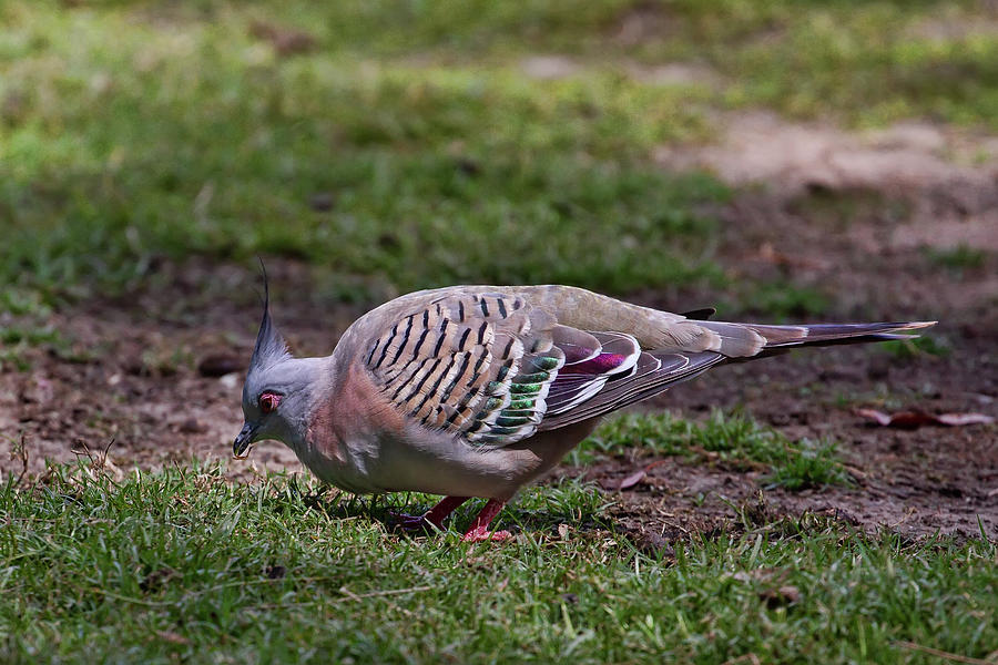 Crested Pigeon Photograph by John Haldane
