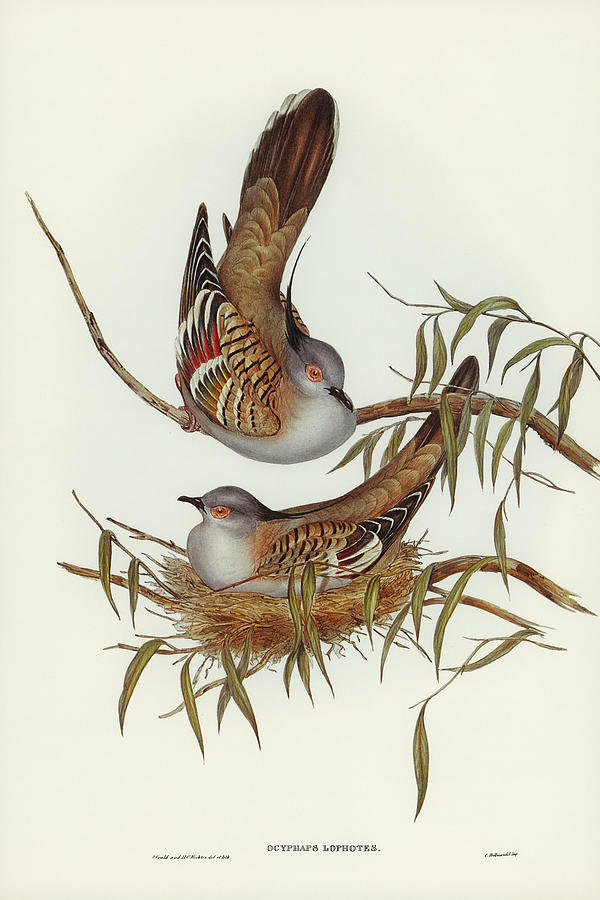 John Gould Drawing - Crested Pigeon, Ocyphaps Lophotes by John Gould