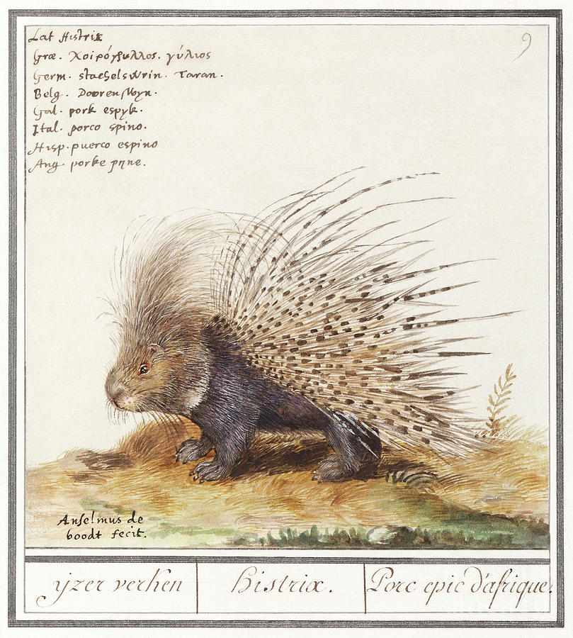 Crested Porcupine, Hystrix cristata 1596 -1610 by Anselmus Boetius de Boodt Painting by Shop Ability